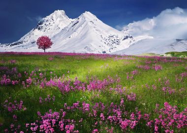 Flowers meadow by Alps