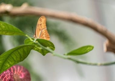 Orange Butterfly