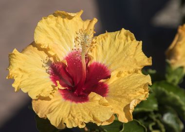 hibiscus in bloom in the g