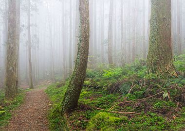 Foggy forest