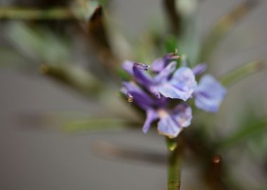 Rosmarinus flower close up