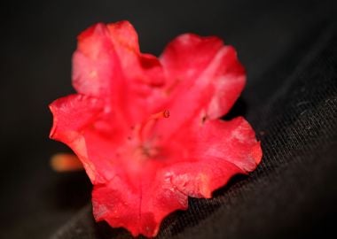 Rhododendron flower stamen