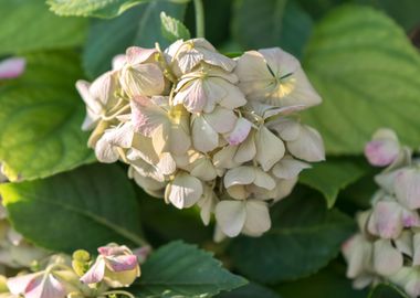 hydrangea in bloom in spri