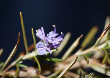 Rosemary flowering macro