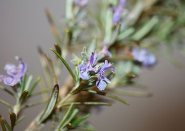 Rosmarinus blossom macro