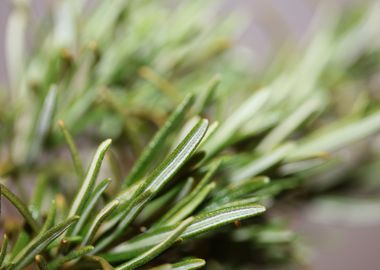 Rosemary aromatic flower