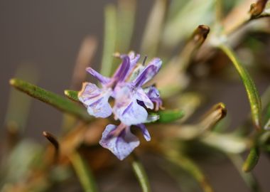 Rosmarinus blossom macro