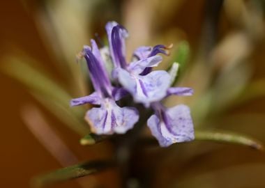 Rosmarinus flower close up