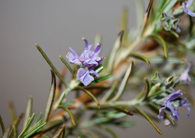 Rosmarinus flowering macro