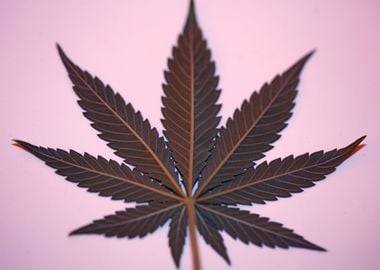 Marihuana leaf macro shoot