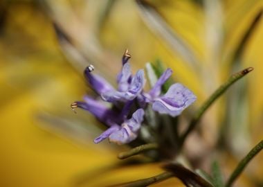 Rosmarinus flowering macro