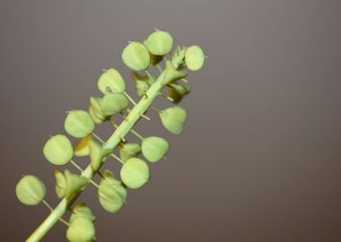 Wild muscari flower fruits