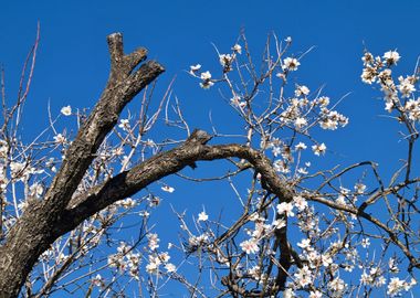 Blooming Almond Tree 