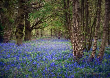 Bluebells Woods