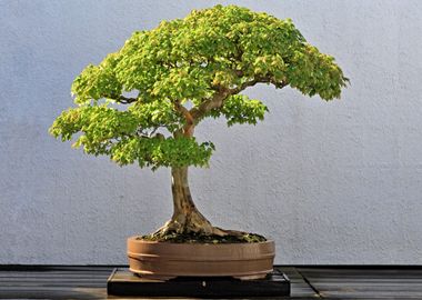 Bonsai 02