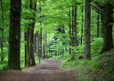 Spring forest, trees,alley