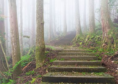 Taiwan forest landscape