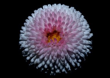 White bellis flower macro