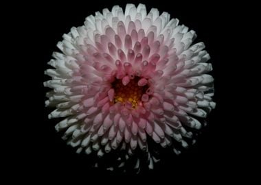 White bellis flower macro