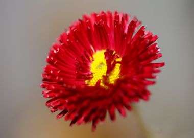 Red flower Bellis perennis