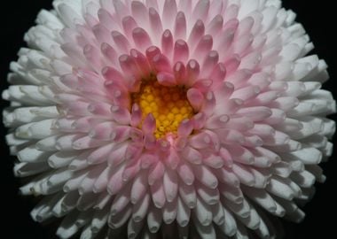 White bellis flower macro