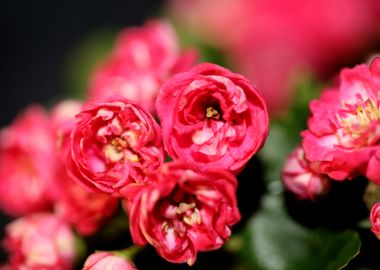 Crataegus flower close up