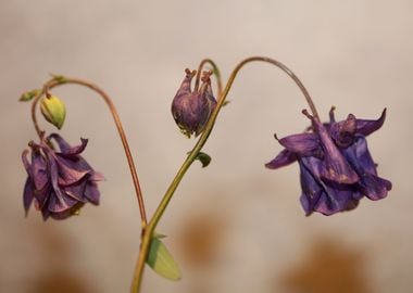 Aquilegia flower close up