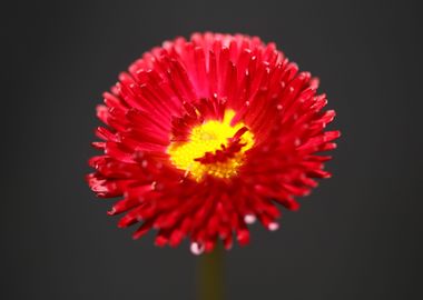 Red flower Bellis perennis