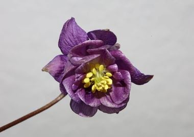 Flower blossom Aquilegia