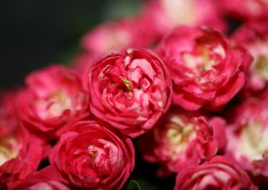 Crataegus laevigata flower