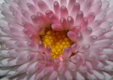 White bellis flower macro