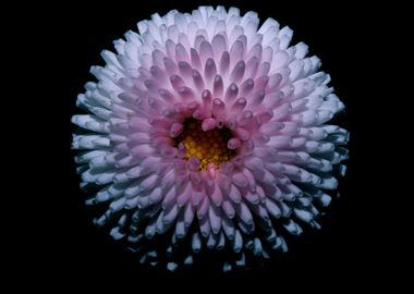 White bellis flower macro