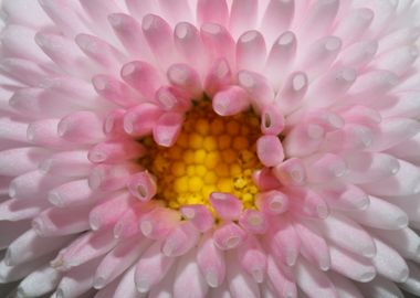 White bellis flower macro