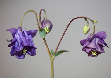 Aquilegia flower close up