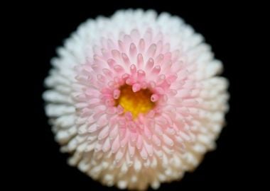 White bellis flower macro