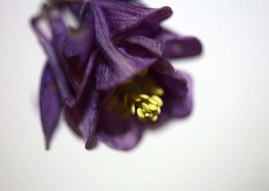 Flower blossom Aquilegia