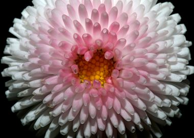 White bellis flower macro