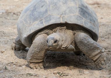 cute turtles rest at sun 