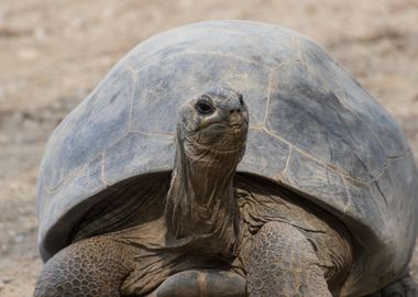 cute turtles rest at sun 