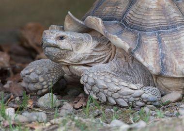 cute turtles rest at sun 