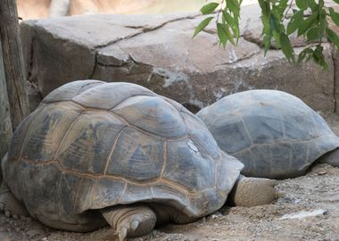 cute turtles rest at sun 