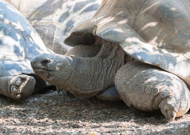 cute turtles rest at sun 