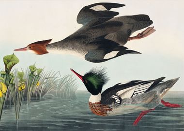  Redbreasted Merganser