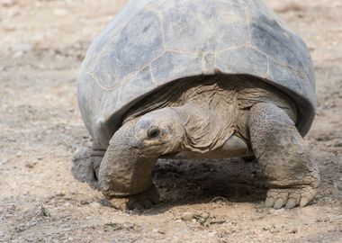 cute turtles rest at sun 