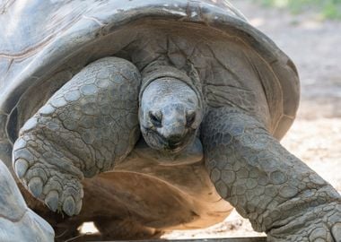 cute turtles rest at sun 