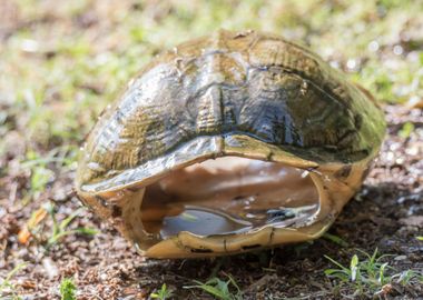 cute turtles rest at sun 