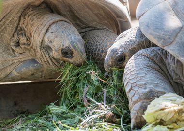 cute turtles rest at sun 