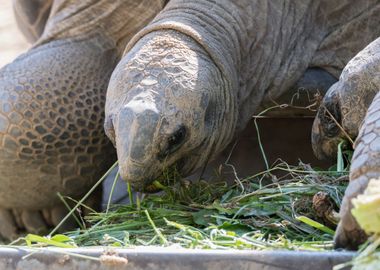 cute turtles rest at sun 