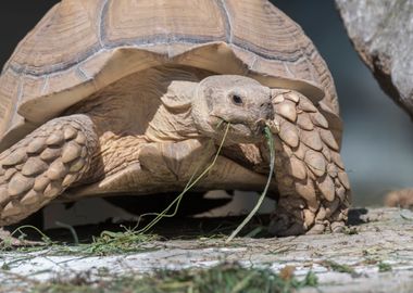 cute turtles rest at sun 