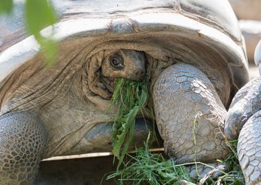 cute turtles rest at sun 